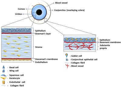 Specific decellularized extracellular matrix promotes the plasticity of human ocular surface epithelial cells